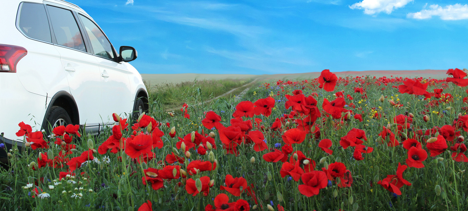 Car driving through a field of flowers