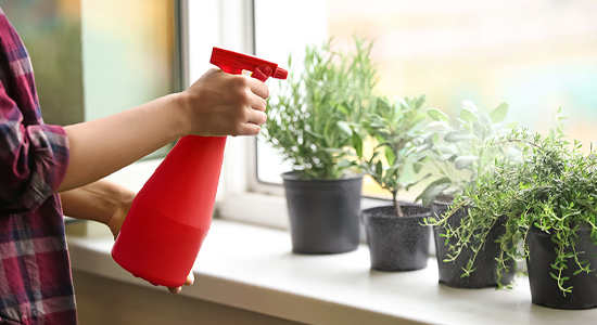 Spritzing home herb garden with water