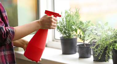 Growing herbs at home